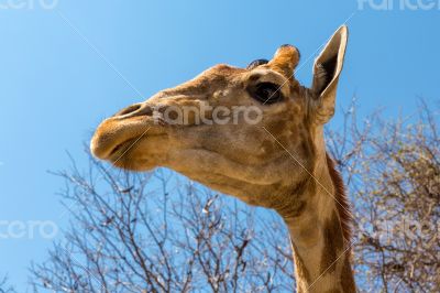 Portrait of a giraffe
