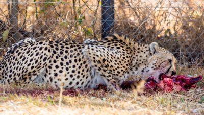 Cheetah 