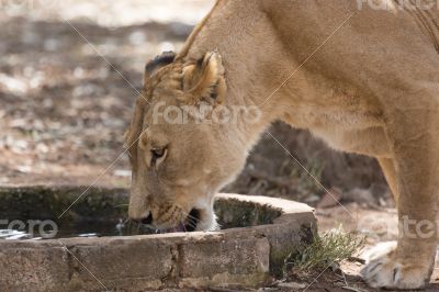 Lioness drinking water