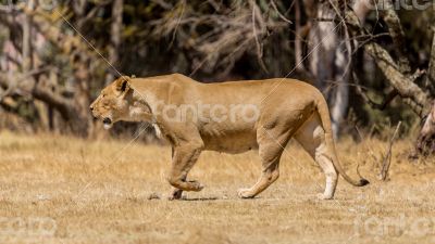Lioness