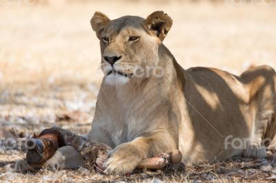 Lioness