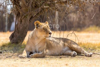 Lioness