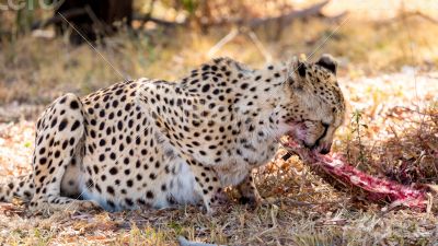 Cheetah 