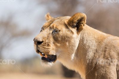 Lioness