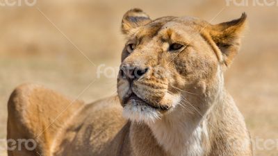 Lioness