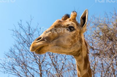 Portrait of a giraffe