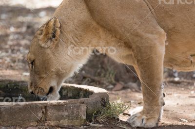Lioness drinking water