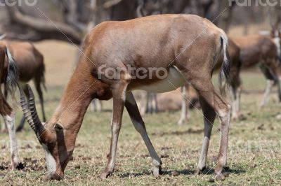 Blesbok