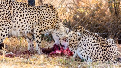 Cheetah 