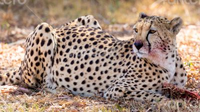 Cheetah 