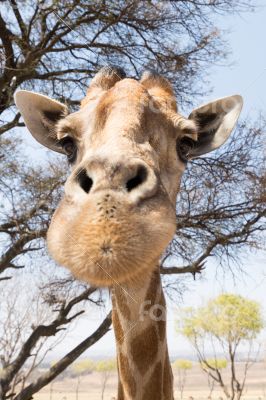 Portrait of a giraffe