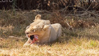 White lion
