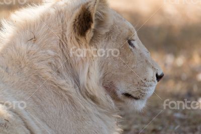Young white lion