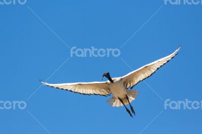 A Crane in flight