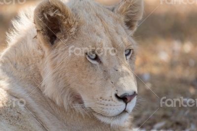 Young white lion