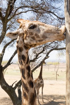 Giraffe kissing a pole