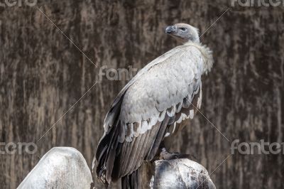 Cape Vulture