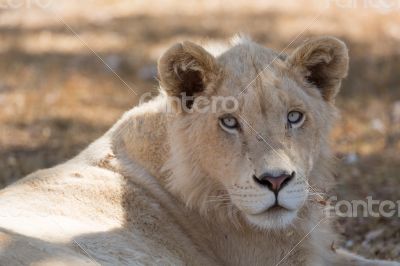 Young white lion