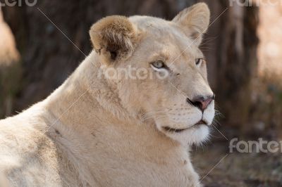 Young white lion