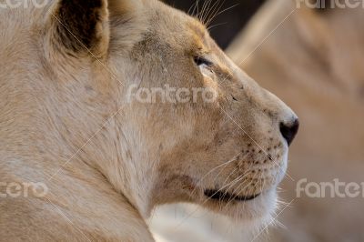 Young white lion
