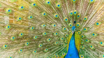 Peacock
