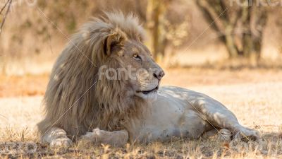 White lion