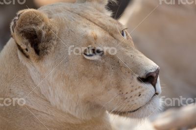 Young white lion