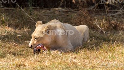White lion