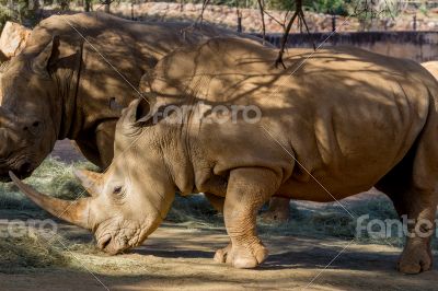 Rhinos