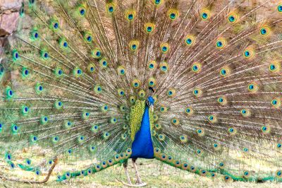 Peacock