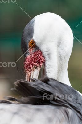 Wattled Crane