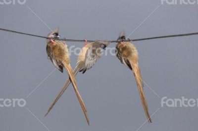 Hang in there boys