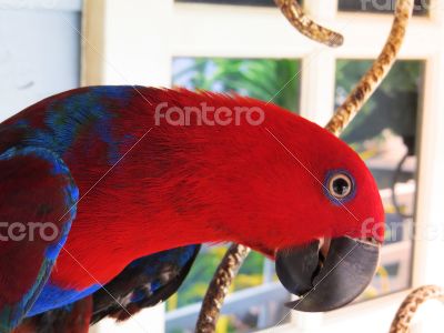 Female Eclectus Parrot Posing for the Camera