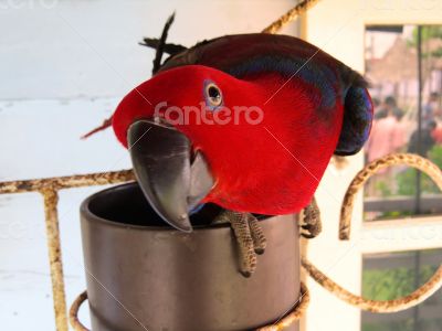 Female Eclectus Parrot Playing with the Camera