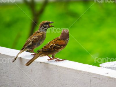 Couple of Pine Siskin Birds Talking to Each Other