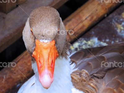 Greylag Goose Closeup 3
