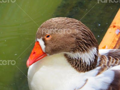 Greylag Goose on wooden platform