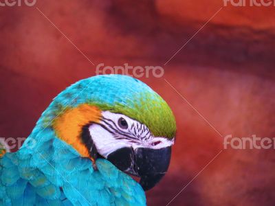 Blue and Yellow Macaw Closeup
