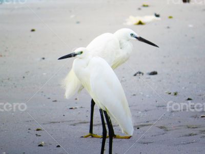 White Egrets Walking on the Shore of a Beach