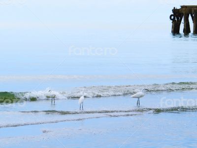 White Egrets Bathing next to the Pier