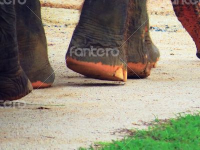 Elephant`s feet 2