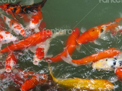  Koi Fish Series 06