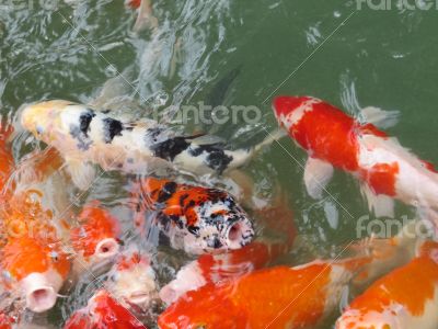  Koi Fish Series 03