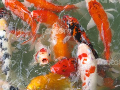  Koi Fish Series 05