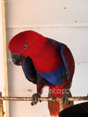 Female Eclectus Parrot 