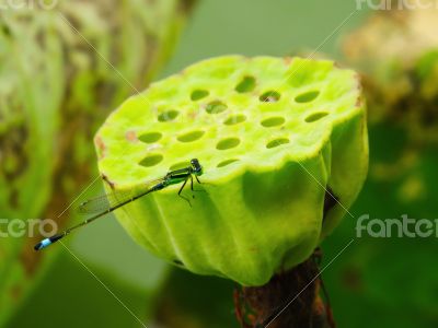 Dragonfly on Lotus Flower