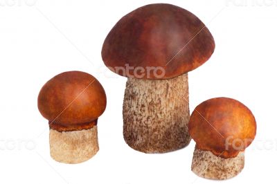 Three beautiful mushroom Ð¿Ð¾Ð´Ð¾ÑÐ¸Ð½Ð¾Ð²Ð¸ÐºÐ° on a white bac