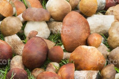 Beautiful mushrooms on the grass in the forest.