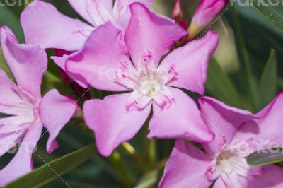 Nerium Oleander Punctatum flowers