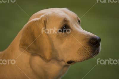 Portrait of Labrador Retriever